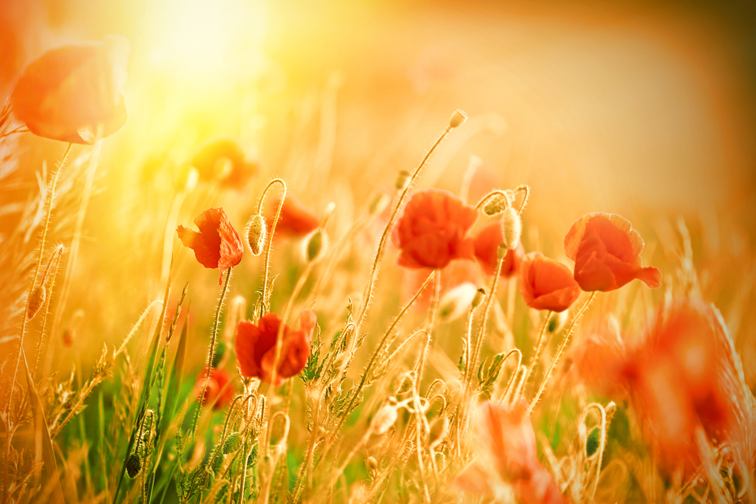 Beautiful poppy flowers in meadow lit by sunlight