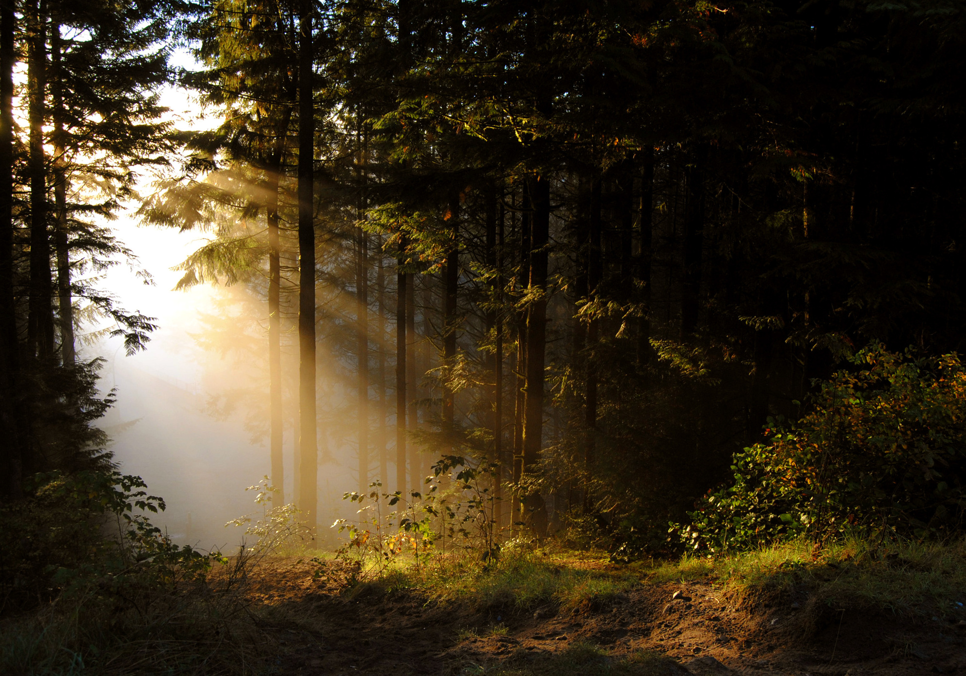 Magic forest